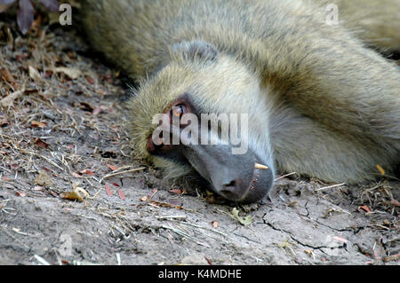 Une femelle babouin jaune portrait. prises dans le parc national de South Luangwa, en Zambie Banque D'Images