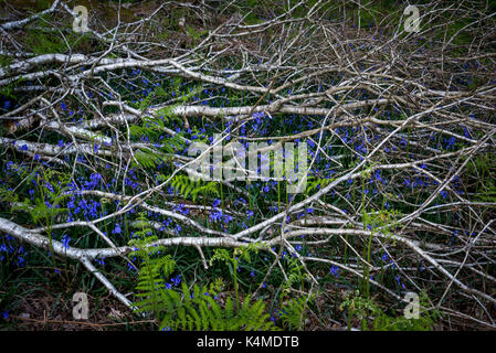 Couper les branches d'arbres avec des jacinthes et nouveau bracken verdure poussant par entre. caractéristique d'un welsh woodland au printemps. Banque D'Images