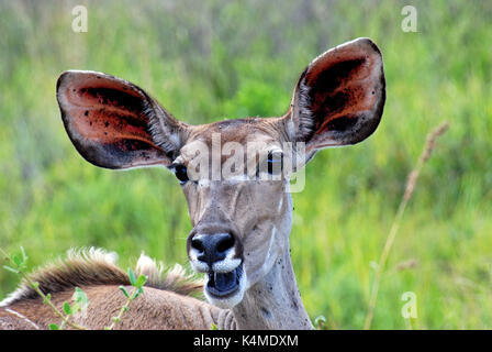 Un grand koudou femelle de mâcher de l'herbe dans l'ithala game reserve, afrique du sud Banque D'Images