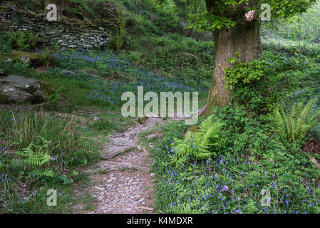 Chemin des bois près de Snowdonia à beddgelert, au nord du Pays de Galles un jour de printemps. Banque D'Images