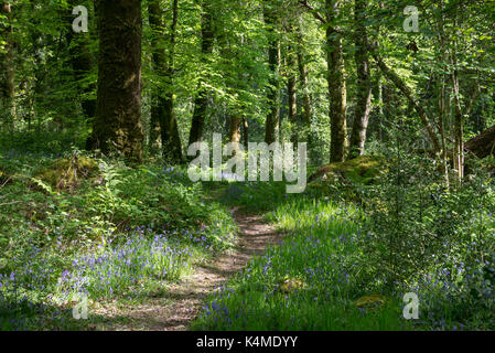 Chemin à travers les bois à coed aber artro près de llanbedr, Gwynedd, au nord du Pays de Galles. Banque D'Images