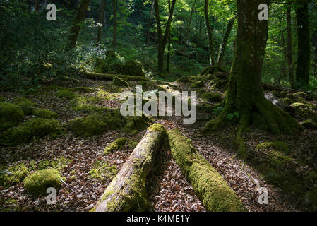 Chemin à travers les bois à coed aber artro près de llanbedr, Gwynedd, au nord du Pays de Galles. Banque D'Images
