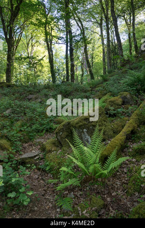 Chemin à travers la belle au bois vert coed aber artro près de llanbedr, Gwynedd, au nord du Pays de Galles. Banque D'Images