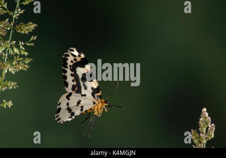 La Magpie, abraxas grossulariata, Kent, UK, adultes en vol, vol, technique photographique à grande vitesse Banque D'Images