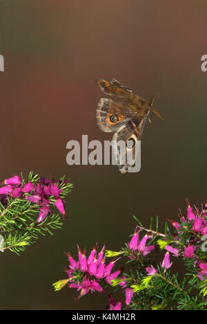 Papillon empereur, saturnia pavonia, mâle en vol au dessus de Heather, volant, grande vitesse technique photographique, mi vol, ailes, côté ouvert, jour, eye spo Banque D'Images