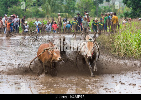 Jawi SSPI (GC) dans la région de West sumarta, Indonésie. annuelles traditionnelles sport-spectacle de courses de jockeys 2 vaches prix du riz le long d'une rizière. Banque D'Images