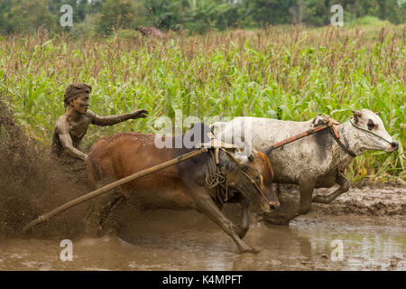 Jawi SSPI (GC) dans la région de West sumarta, Indonésie. annuelles traditionnelles sport-spectacle de courses de jockeys 2 vaches prix du riz le long d'une rizière. Banque D'Images