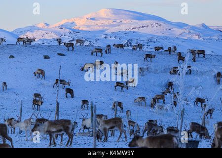 Le pâturage du renne, riskgransen norbottens, Ian, Laponie, Finlande, Scandinavie, Europe Banque D'Images