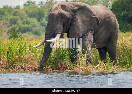 Un éléphant d'Afrique se nourrit de l'herbe longue sur les rives du Nil en Ouganda, Afrique Banque D'Images
