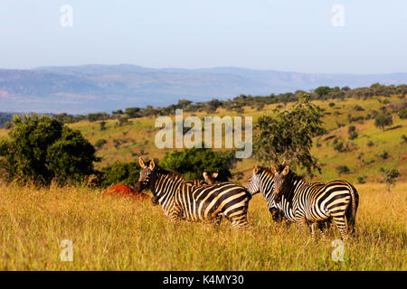Burchell zèbre des plaines (Equus quagga), parc national de l'Akagera, Kigali, Rwanda, Afrique du Sud Banque D'Images