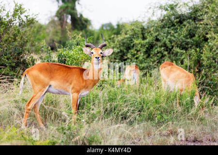 (Kobus kob kob ougandais thomasi), Parc national Queen Elizabeth, l'Ouganda, l'Afrique Banque D'Images