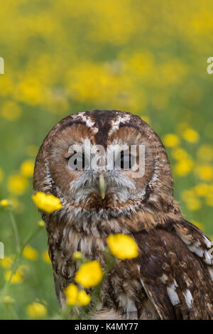 Tawny owl (Strix Aluco enr) à renoncules, captive, Cumbria, Angleterre, Royaume-Uni, Europe Banque D'Images