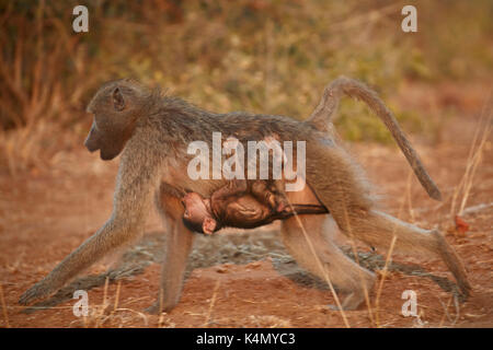 Babouin chacma (Papio ursinus) circonscription du nourrisson sur sa mère et les soins infirmiers, Kruger National Park, Afrique du Sud, l'Afrique Banque D'Images