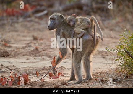 Babouin chacma (Papio ursinus) la circonscription de sa mère, Kruger National Park, Afrique du Sud, l'Afrique Banque D'Images