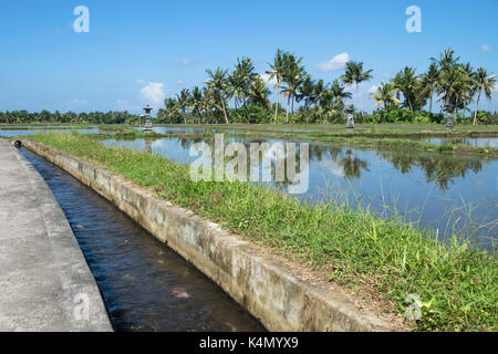 Rizière inondée avec canal à Ubud, Bali, Indonésie Banque D'Images