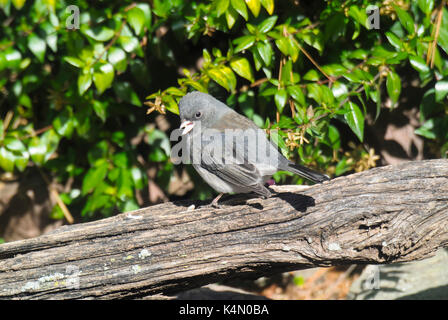 Dark junco ardoisé (Junco hyemalis) reposant sur le log, lititz florida Banque D'Images