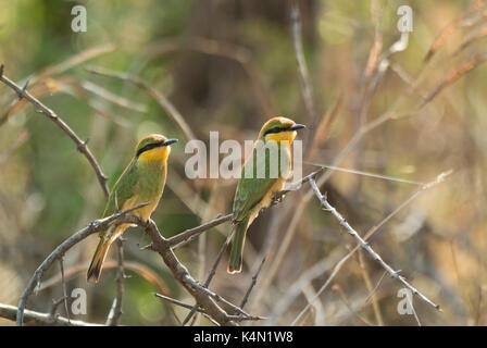 Deux petites Guêpier (Merops pusillus) perché sur près de chez bush camp kapamba, South Luangwa national park, Zambie Banque D'Images