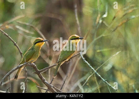 Deux petites Guêpier (Merops pusillus) perché sur près de chez bush camp kapamba, South Luangwa national park, Zambie Banque D'Images