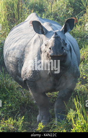 Le rhinocéros indien (Rhinoceros unicornis) dans la région de elephant grass, parc national de Kaziranga, Assam, Inde, Asie Banque D'Images