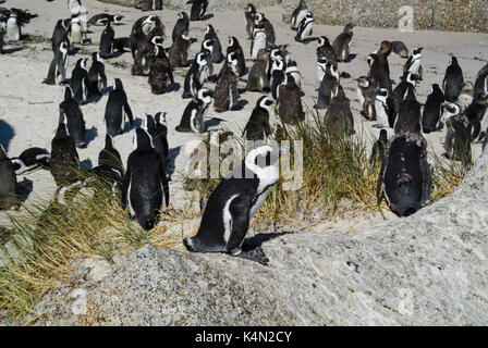 Pingouins africains (Spheniscus demersus) reposant sur les rochers de granit à foxy Beach, péninsule du Cap, Afrique du Sud Banque D'Images
