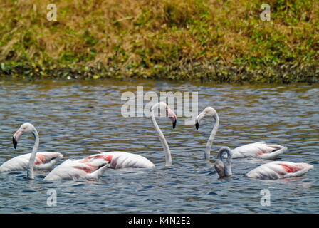 Plus de flamants roses (phoenicopterus roseus) à l'usine de traitement de l'eau de Cape Town, Afrique du Sud Banque D'Images