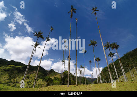 La Colombie, près de la vallée de cocora salento a un paysage enchanteur de pépinières et de l'eucalyptus dominé par le célèbre wax palms, tre national de Colombie Banque D'Images
