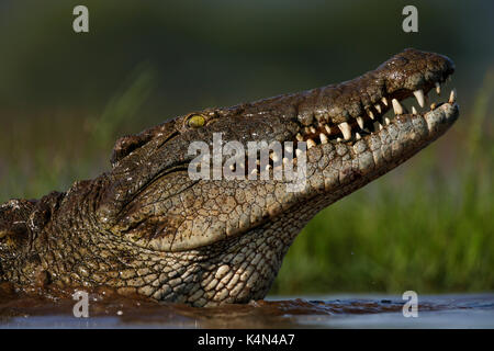 Le crocodile du Nil (Crocodylus niloticus), zimanga Private Game Reserve, le Kwazulu-Natal, Afrique du Sud, l'Afrique Banque D'Images