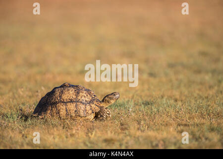 Leopard (montagne) (stigmochelys pardalis tortue), kgalagadi transfrontier park, Northern Cape, Afrique du Sud, l'Afrique Banque D'Images