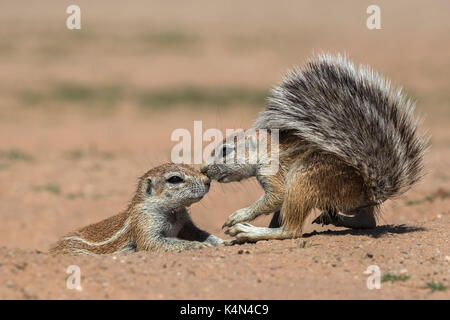 Les écureuils terrestres (ha83 inauris), kgalagadi transfrontier park, Northern Cape, Afrique du Sud, l'Afrique Banque D'Images