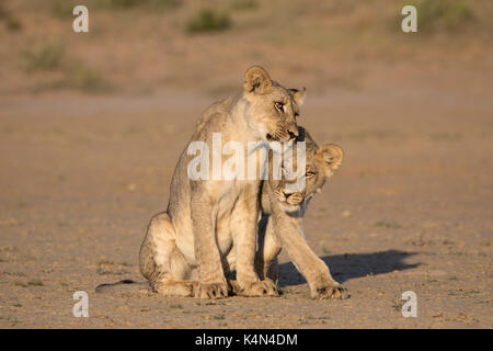 Jeunes lions (Panthera leo), kgalagadi transfrontier park, Northern Cape, Afrique du Sud, l'Afrique Banque D'Images