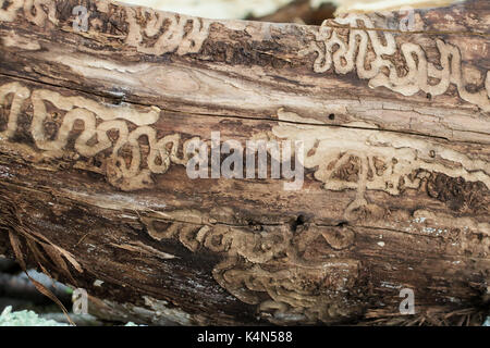 Les dommages causés par les larves de l'agrile du frêne (Agrilus planipennis) Banque D'Images