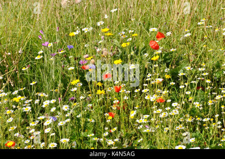 Summertime - champ de fleurs sauvages - coquelicots - Cork cockle - scabius - graminées - Soleil - luminosité Banque D'Images