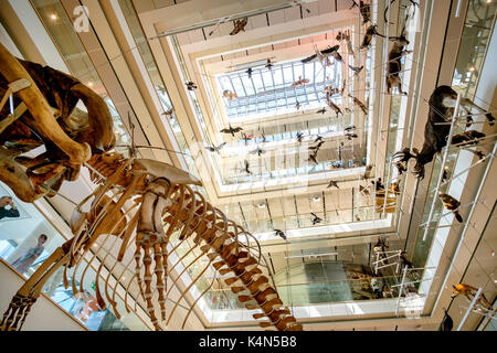 Trento, 14 août 2017 - Musée d'histoire naturelle muse conçu par Renzo Piano hall principal avec des os de baleines et d'animaux embaumés Banque D'Images