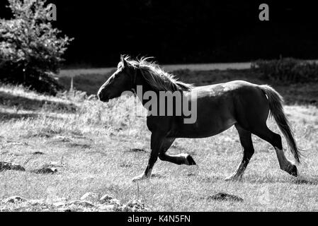 Cheval qui librement dans les pâturages sur noir et blanc Banque D'Images