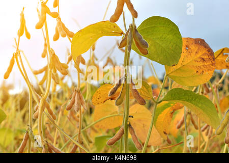 Close up de plants de soja mûres poussant dans un champ Banque D'Images