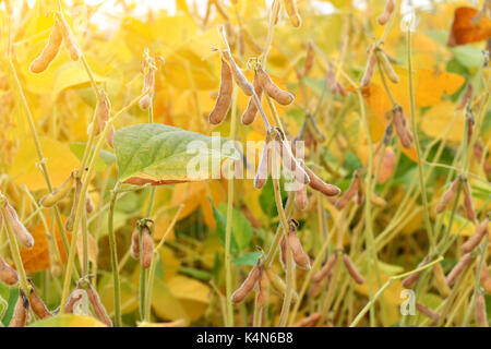 Close up de plants de soja mûres poussant dans un champ de soja l'agriculture. Banque D'Images