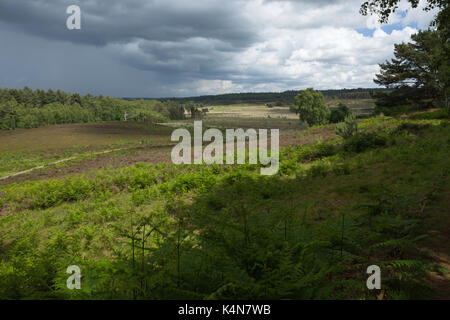 Vue un peu plus élevée de la plaine de paysage de lande Dersingham Bog avec bords forestiers, une SSSI près de Kings Lynn, Norfolk, Angleterre. Banque D'Images