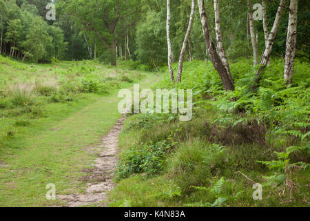 Un chemin entre autre sur le bord de Dersingham Bog, une partie de la lande de paysage varié près de Kings Lynn à Norfolk, en Angleterre. Banque D'Images