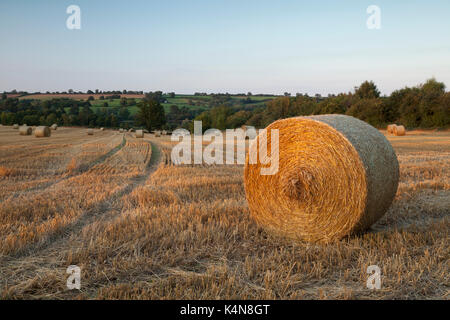 Un champ de bottes de paille de blé ronde baignée dans la lumière du soleil chaude soirée près de Sunset, Ravensthorpe dans le Northamptonshire, en Angleterre. Banque D'Images