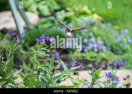 Un chardonneret jaune (Carduelis carduelis) en prenant un vol de centaurea montana Banque D'Images