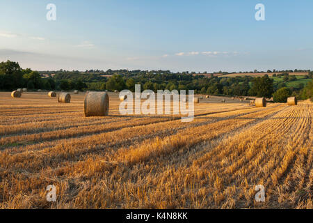 Un champ de bottes de paille de blé ronde baignée dans la lumière du soleil chaude soirée près de Sunset, Ravensthorpe dans le Northamptonshire, en Angleterre. Banque D'Images