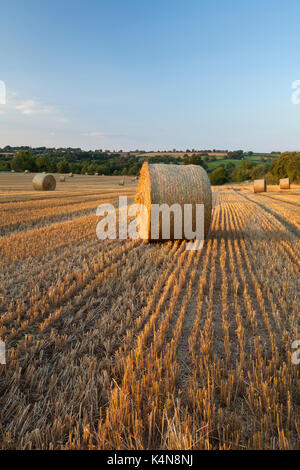 Un champ de bottes de paille de blé ronde baignée dans la lumière du soleil chaude soirée près de Sunset, Ravensthorpe dans le Northamptonshire, en Angleterre. Banque D'Images