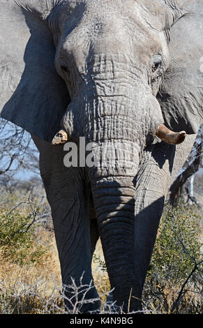 Bull elephant portrait. prises dans le domaine de l'ngobib Etosha National Park, Namibie Banque D'Images
