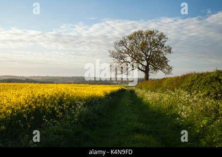 Une voie verte à côté d'un champ d'un jaune vif et une haie d'oléagineux solitaire frêne avec vue sur la campagne au-delà dans le Northamptonshire, en Angleterre. Banque D'Images