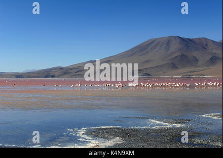 La Laguna Colorada (rouge), Reserva de la faune andine Eduardo Avaroa, sud de la bolivie Banque D'Images