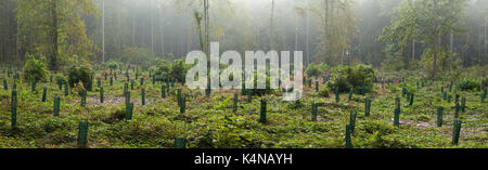 La brume matinale persiste parmi une section de bois qui a été replantée avec principalement des arbres à feuilles larges, Harlestone Firs, Northampton, Angleterre Banque D'Images