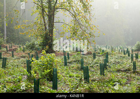 La brume matinale persiste parmi une section de bois qui a été replantée avec principalement des arbres à feuilles larges, Harlestone Firs, Northampton, Angleterre Banque D'Images