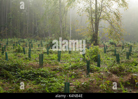 Tôt le matin, la brume s'attarde parmi une section de forêt qui a été replanté avec principalement des arbres à larges feuilles, Harlestone Firs, Northampton, Angleterre Banque D'Images