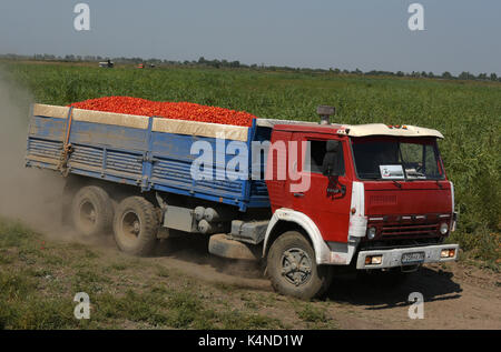 La récolte des cultures de tomates pour la production de pâte de tomate à l'usine 'APK' Astrakhanskiy dans la région d'Astrakhan de Russie Banque D'Images