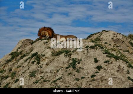 Dormir sur lion hill Banque D'Images